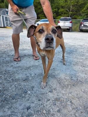 A brown dog with a black muzzle and floppy ears is standing on a gravel surface, looking directly at the camera. A person in a blue shirt and beige shorts is holding the dog's leash, and the background includes a fence, trees, and parked cars.