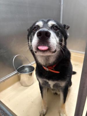 Josh, Husky / Mixed Breed, adult, available for adoption