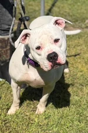 Opal, American Bulldog, adult, available for adoption