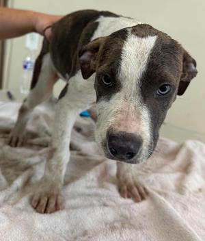 Unknown, Pit Bull Terrier, young, available for adoption