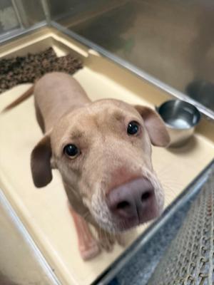 A brown dog with large ears and expressive eyes is lying in a kennel, looking directly at the camera. The dog has a pink nose and a slightly wrinkled face. The kennel has a metal bowl and some bedding material in the background.