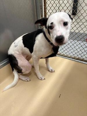 Oakley, Pit Bull Terrier / Mixed Breed, adult, available for adoption