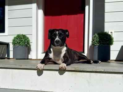 A black and white dog lying on a porch in front of a red door.