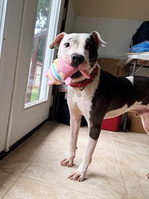 Enzo (FOSTERED LOCALLY), American Pit Bull Terrier, adult, available for adoption