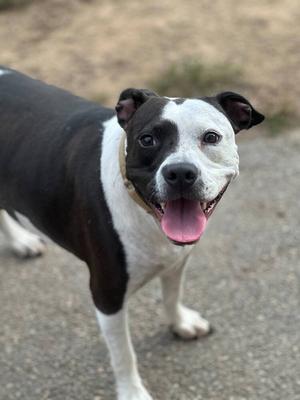 A black and white dog with a happy expression, standing on a paved surface.