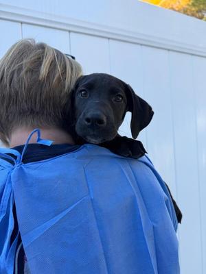 A black puppy with floppy ears is being carried on the back of a person wearing a blue jacket. The person has blonde hair and is standing in front of a white fence.