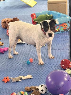 A white dog with black spots standing on a blue mat surrounded by various toys.