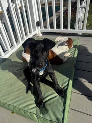 George (FOSTERED LOCALLY), Mixed Breed, puppy, available for adoption
