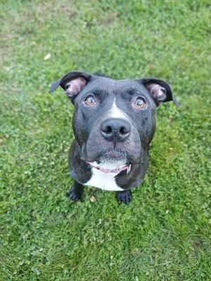 A black and white dog with a pink tongue and bright eyes is sitting on a grassy field, looking up at the camera.