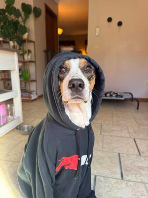 Legend (FOSTERED LOCALLY), Mixed Breed / Beagle, adult, available for adoption