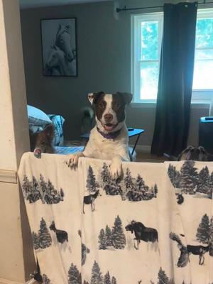Hunter (FOSTERED LOCALLY), Pit Bull Terrier / Hound (Unknown Type), adult, available for adoption