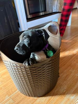 Everett (AVAILABLE 11/12), American Pit Bull Terrier, puppy, available for adoption