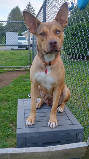 A brown dog with blue eyes sitting on a gray plastic box in a grassy area with a chain-link fence in the background.