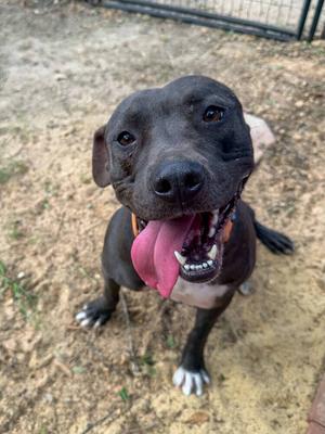 Butler (FOSTERED LOCALLY), American Staffordshire Terrier, adult, available for adoption