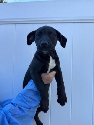 A black puppy with a white patch on its chest is being held up by a person wearing blue clothing. The background is a white fence.