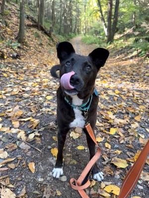 Woody (LOCATED AT BTDR HQ), Mixed Breed, adult, available for adoption