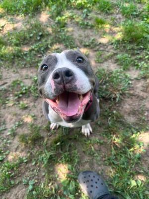 A happy dog with a black and white face, looking up at the camera with its mouth open and tongue out, standing on grass.