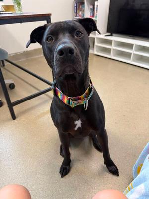 Jude (FOSTERED LOCALLY), Pit Bull Terrier / Labrador Retriever, young, available for adoption