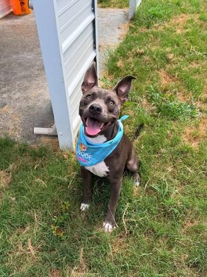 Pepe (LOCATED AT BTDR HQ), American Staffordshire Terrier, adult, available for adoption
