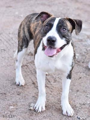 A brindle and white dog with floppy ears standing on a dirt surface, its tongue out and looking at the camera.
