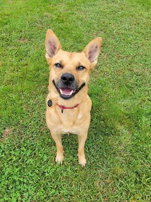A happy brown dog with perked ears and a red collar is sitting on a grassy field, looking up at the camera with a joyful expression.