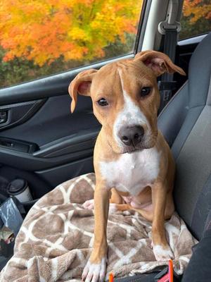 Oona Tuna (LOCATED AT BTDR HQ), Mixed Breed, available for adoption