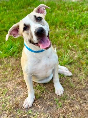 Brookie (FOSTERED LOCALLY), Mixed Breed, puppy, available for adoption