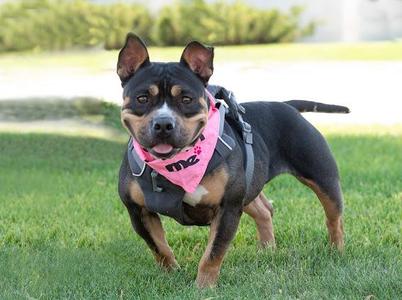 Vivian, Bulldog / Pit Bull Terrier, adult, available for adoption