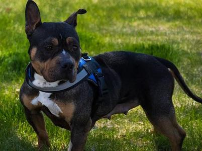 Vivian, Pit Bull Terrier / Bulldog, adult, available for adoption