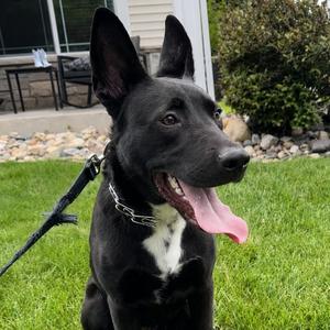 Rocko, Mixed Breed, young, available for adoption