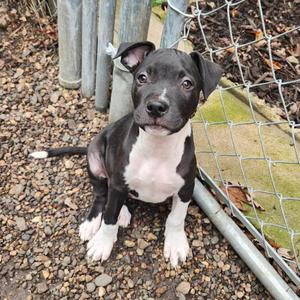 Kevin, Pit Bull Terrier / Mixed Breed, puppy, available for adoption