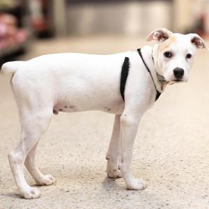 A white dog with a black harness standing on a sidewalk.