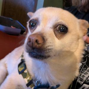 Chico, Chihuahua, adult, available for adoption