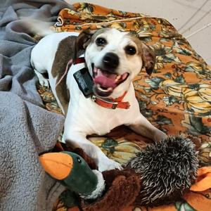 Lucky, Jack Russell Terrier / Mixed Breed, adult, available for adoption