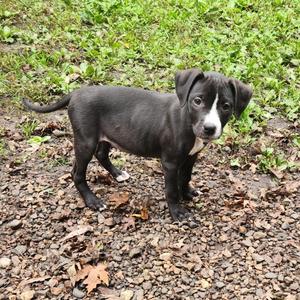 Jody, Pit Bull Terrier / Mixed Breed, puppy, available for adoption
