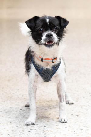 A black and white dog with a fluffy tail and a blue harness standing on a concrete surface.