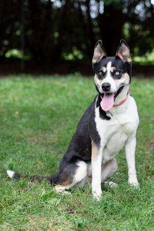 Sydney, German Shepherd Dog / Husky, adult, available for adoption