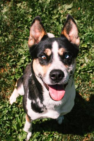 Sydney, German Shepherd Dog / Husky, adult, available for adoption