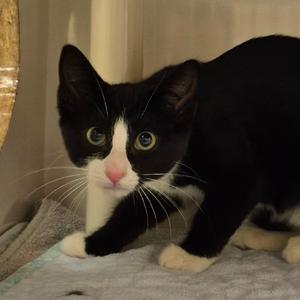 1_2, kitten, available for adoption
