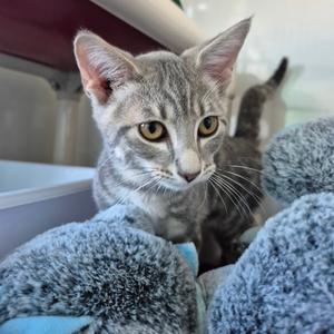 Oliver Twist, kitten, available for adoption