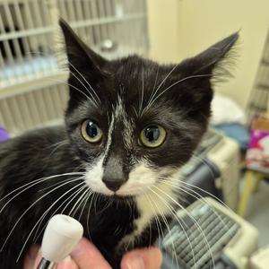 1_2_3, kitten, available for adoption