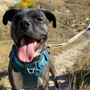 MJ, Boxer, young, available for adoption