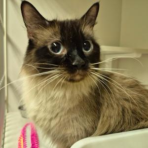 Chloe, adult, available for adoption