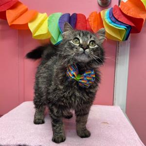 Meowvin, young, available for adoption