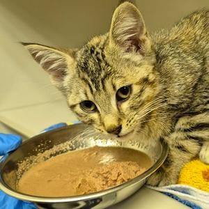 Molly Malone, kitten, available for adoption