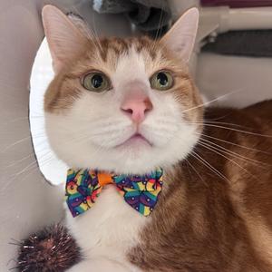 Fin, senior, available for adoption