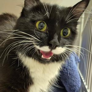 Willow, young, available for adoption