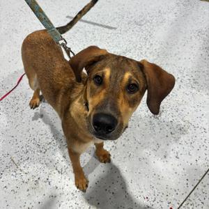 Lofi, Hound, young, available for adoption