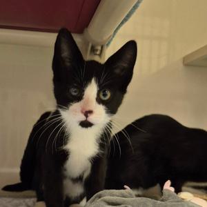 1, kitten, available for adoption