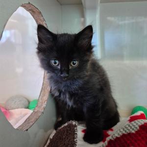 Cinder, kitten, available for adoption